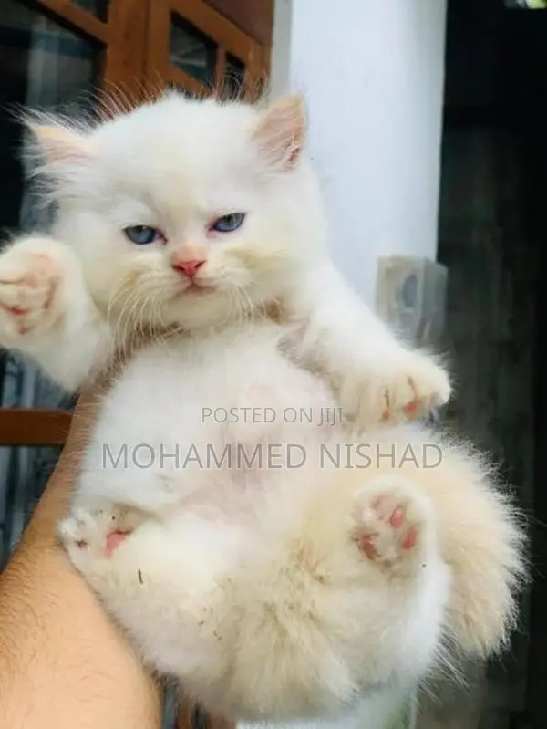Persian Cat