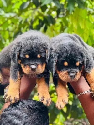 Rottweiler puppy