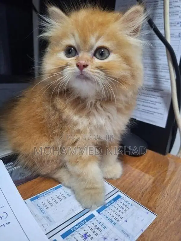 Persian Cat