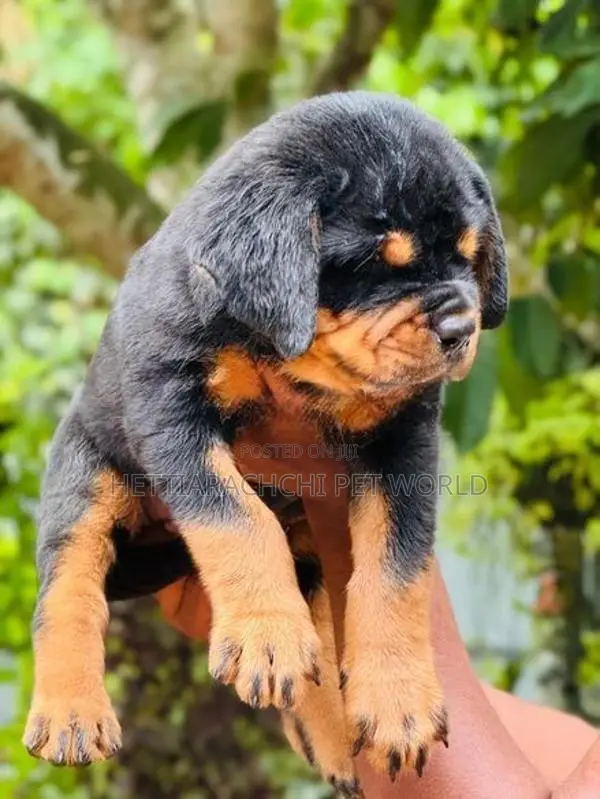 Rottweiler puppy