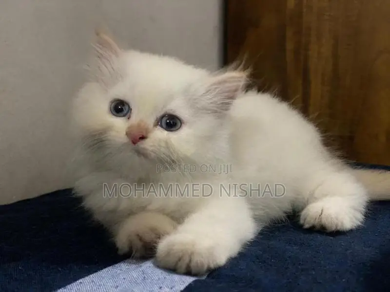 Persian Cat
