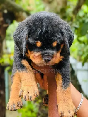 Rottweiler puppy