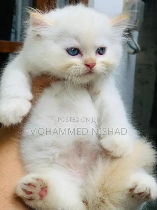 Persian Cat