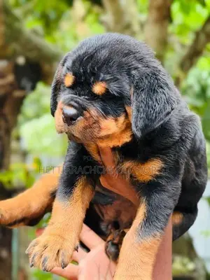 Rottweiler puppy