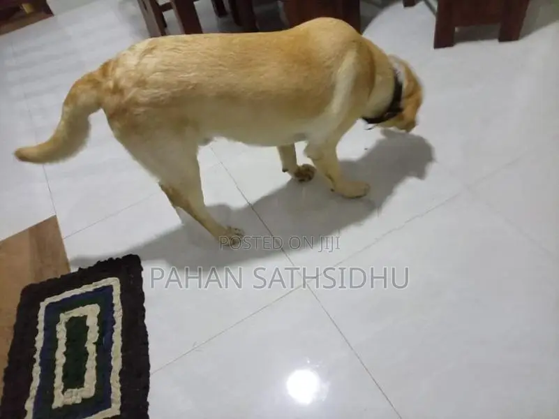 Labrador Puppies