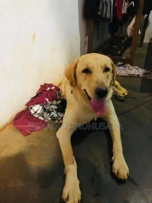 Labrador Dog