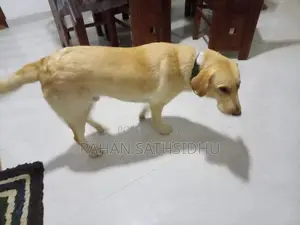 Labrador Puppies