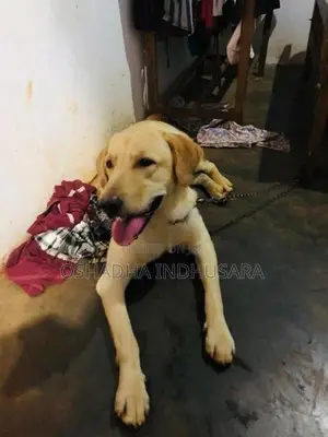Labrador Dog