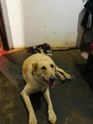 Labrador Dog