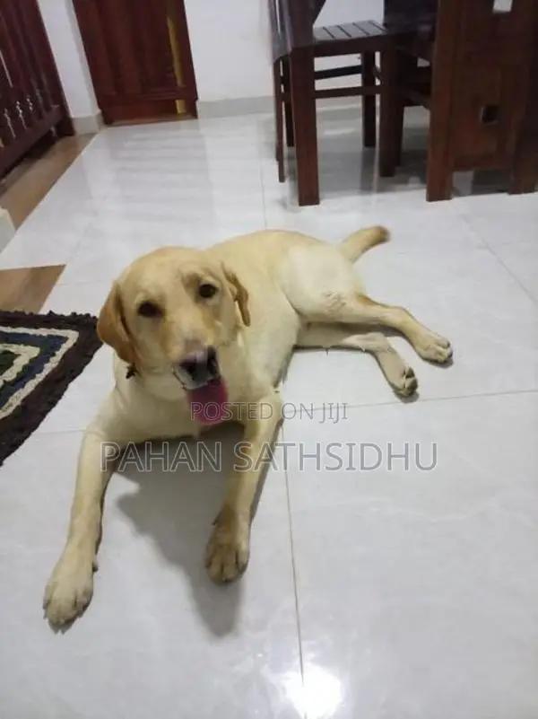 Labrador Puppies