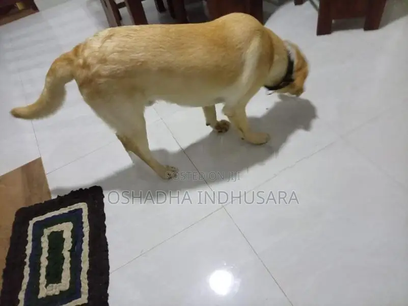 Labrador Dog