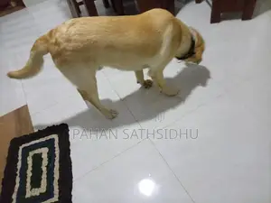 Labrador Puppy