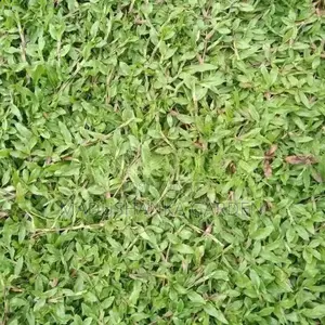 තණකොළ පිඩලි