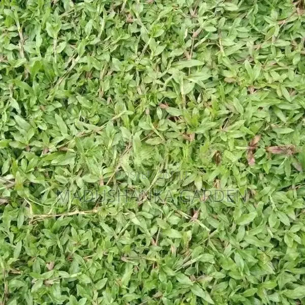 තණකොළ පිඩලි