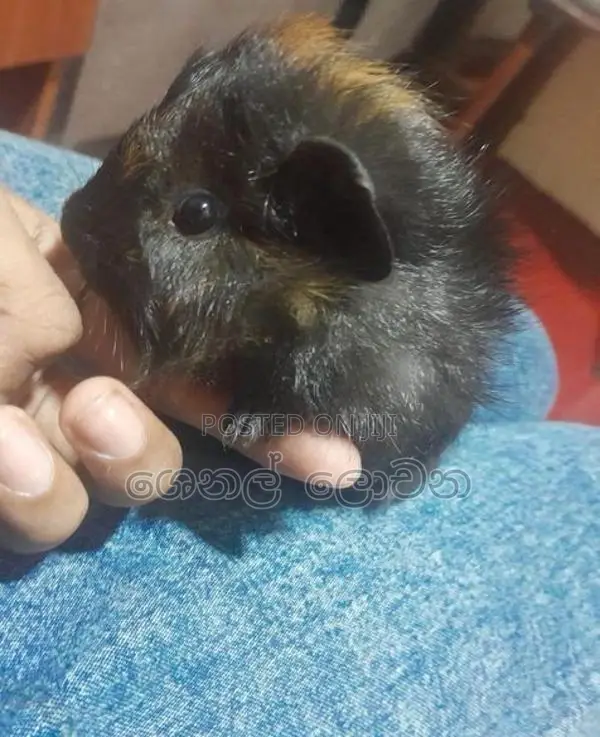Hamster