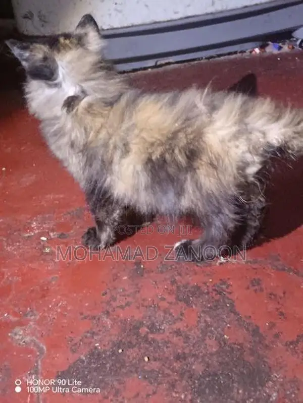 Persian Cat