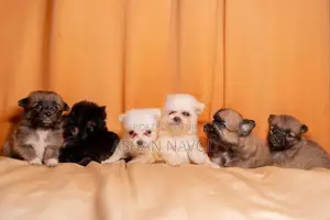 Pomeranian Puppies