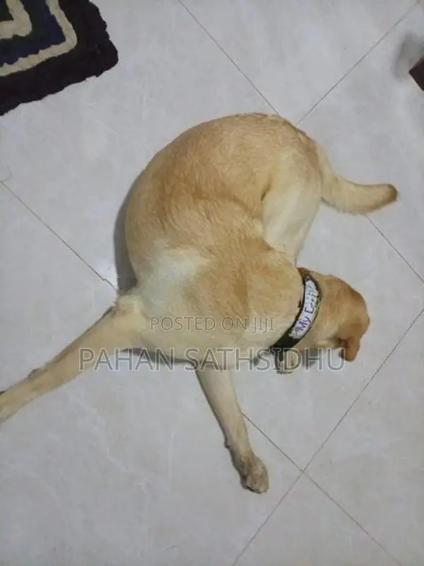 Labrador Puppy