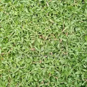 තණකොළ පිඩලි