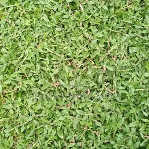 තණකොළ පිඩලි
