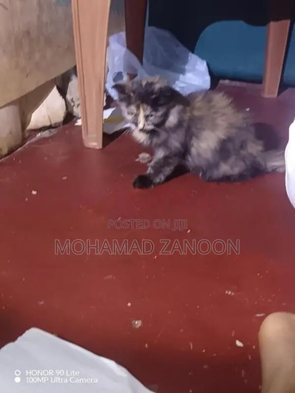 Persian Cat