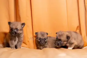 Pomeranian Puppies