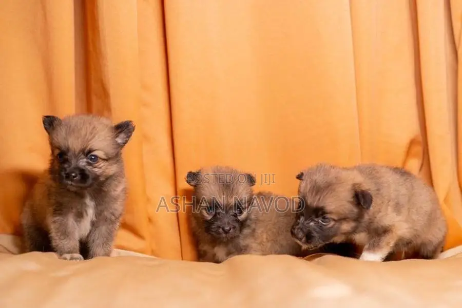 Pomeranian Puppies