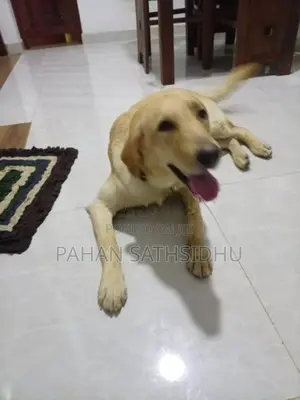 Labrador Puppy