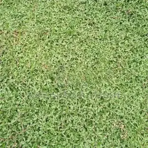 තණකොළ පිඩලි