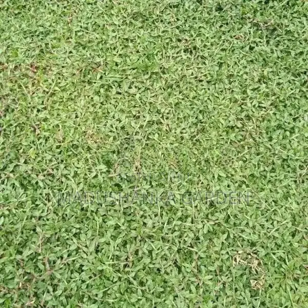 තණකොළ පිඩලි