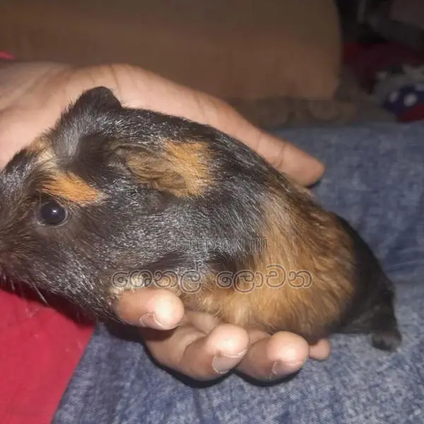 Hamster