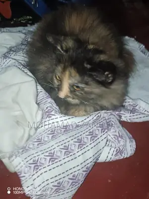 Persian Cat