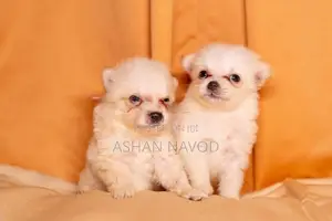 Pomeranian Puppies