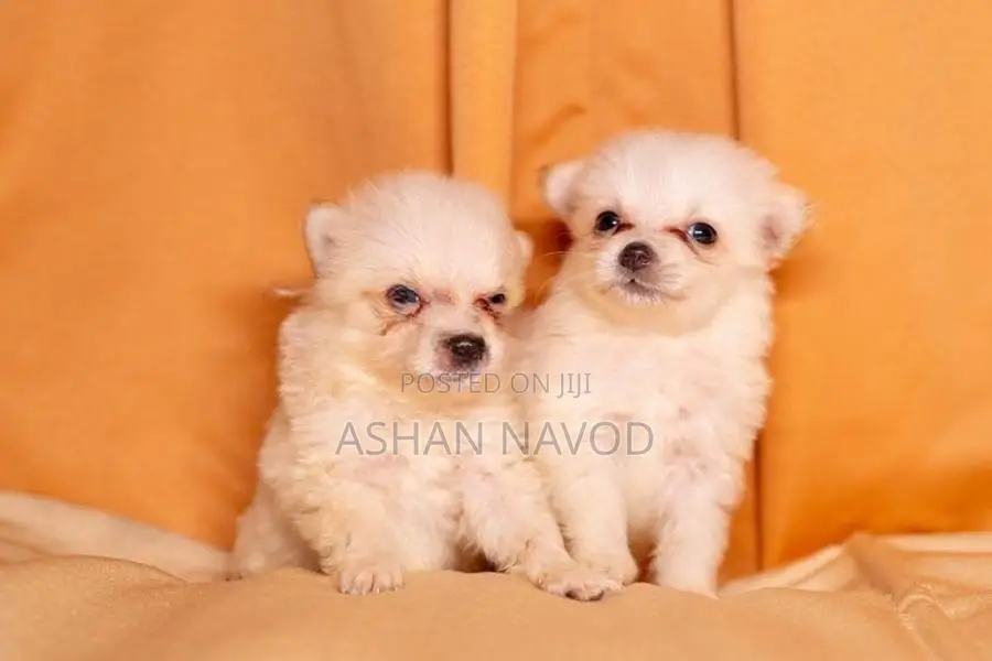 Pomeranian Puppies