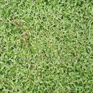 තණකොළ පිඩලි
