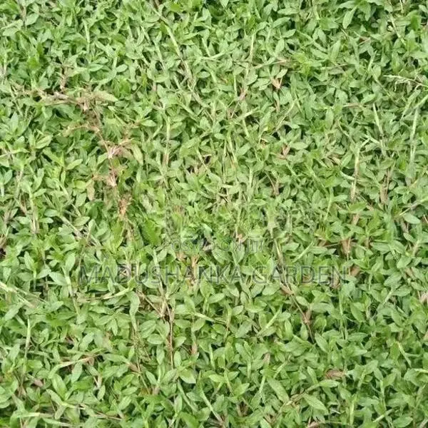 තණකොළ පිඩලි