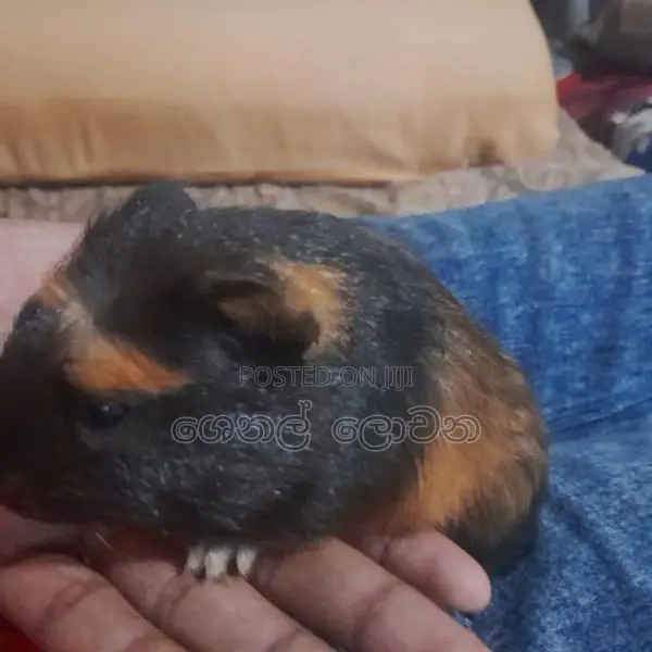 Hamster