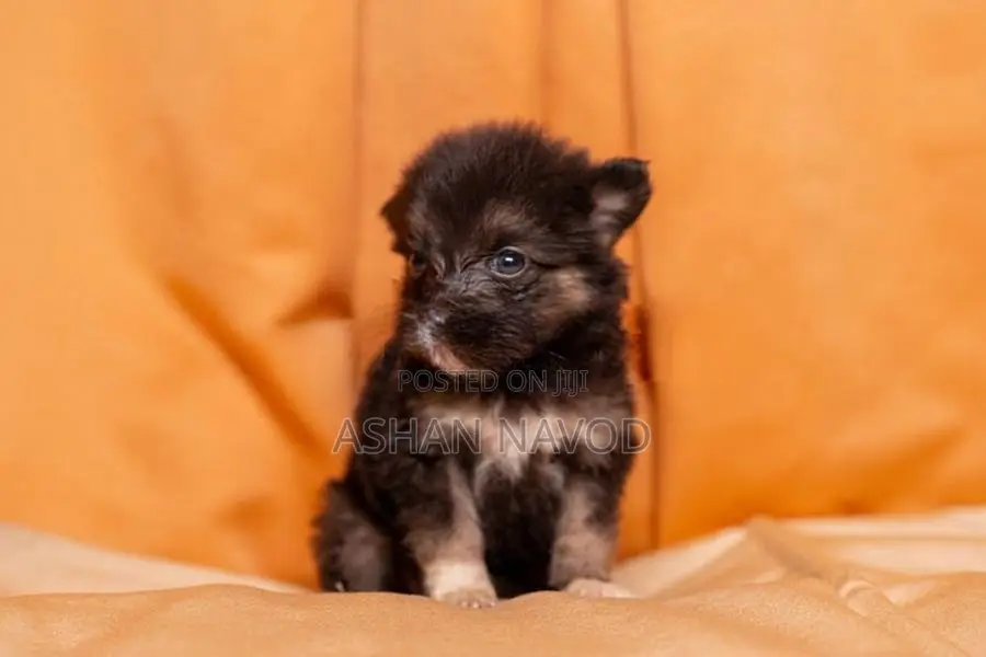 Pomeranian Puppies