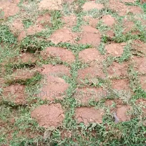 තණකොළ පිඩලි
