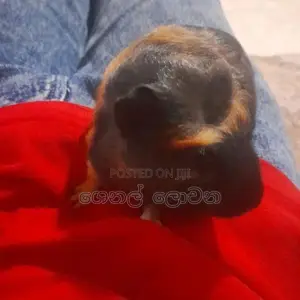 Hamster