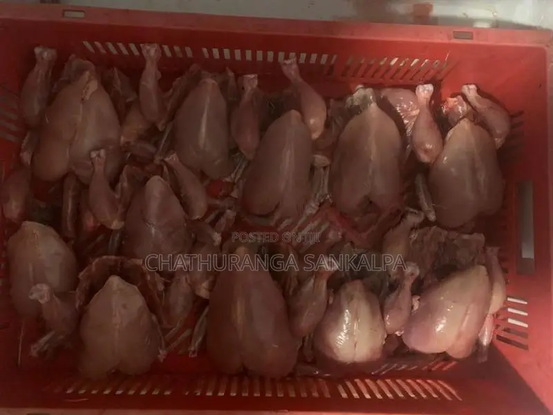 Dog Food Chicken