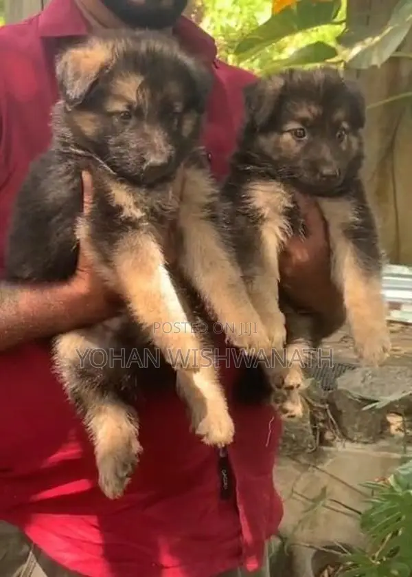 German Shepherd Puppies