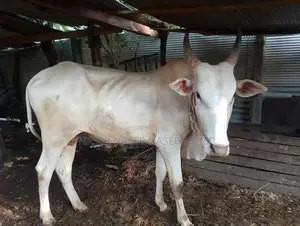 Farm Cows
