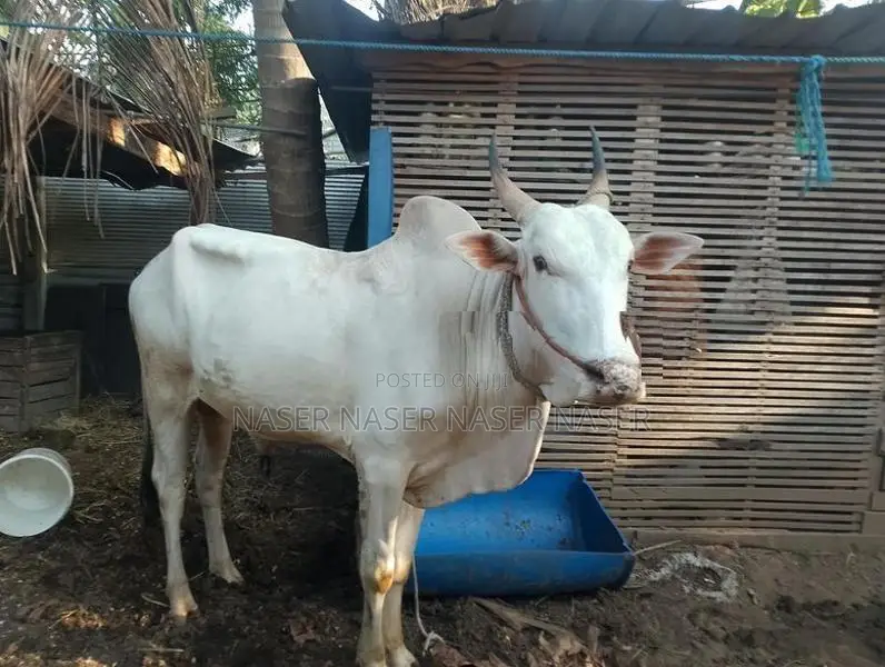 Farm Cows