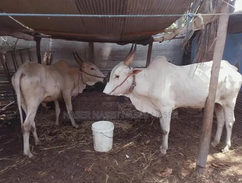 Farm Cows