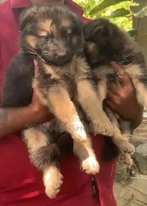 German Shepherd Puppies