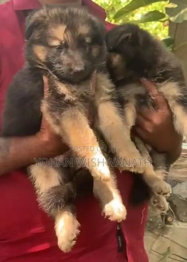 German Shepherd Puppies