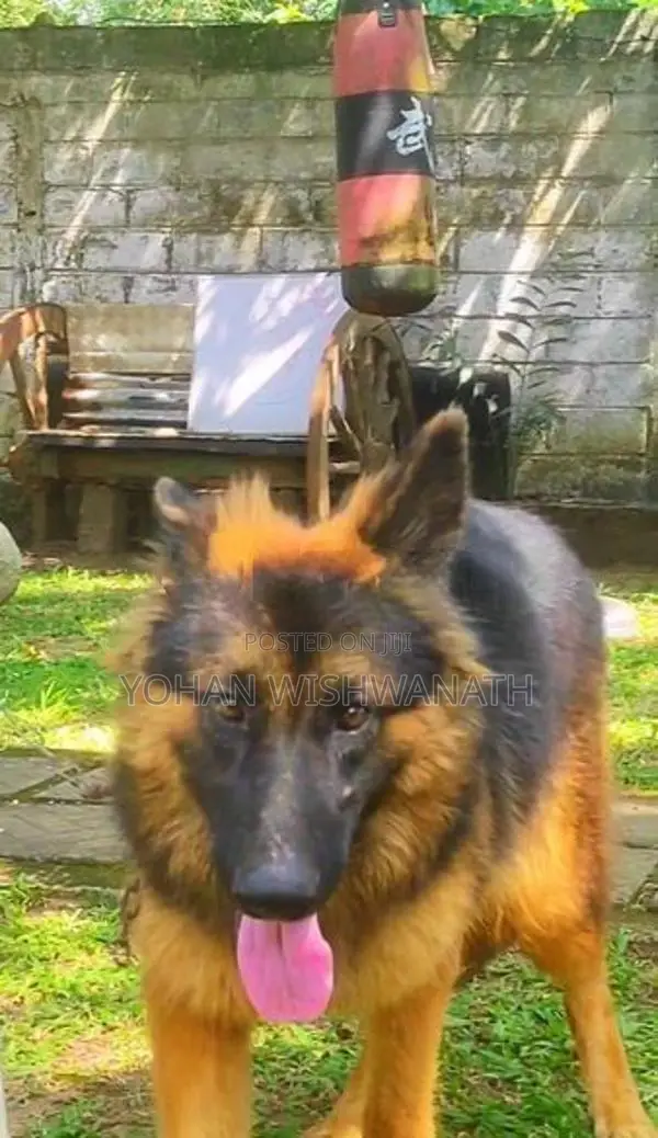 German Shepherd Puppies