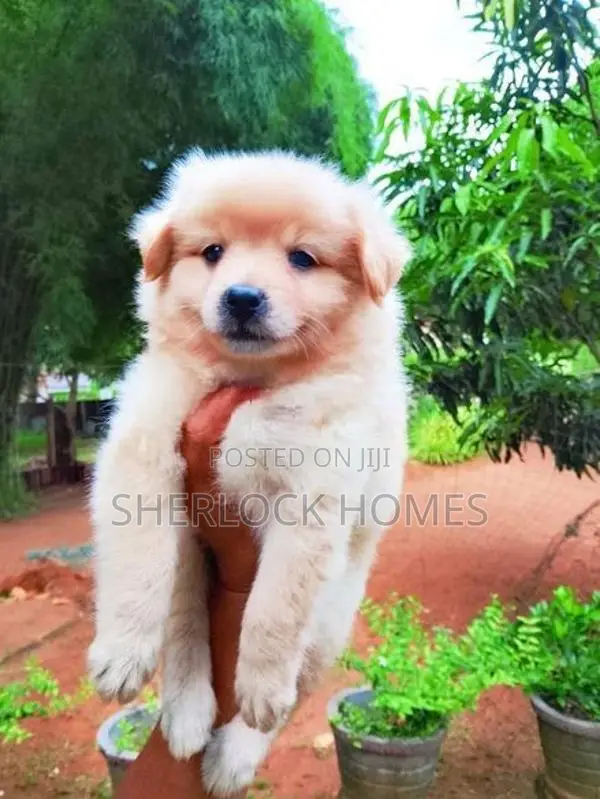 Lion Pomernarian Puppies