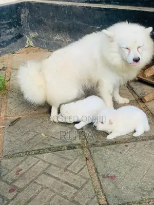 Pomeranian Puppies